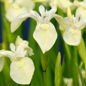 Iris pseudacorus Alba