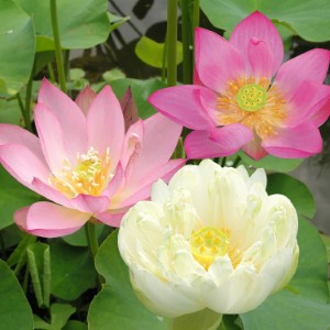 Nelumbo Trio