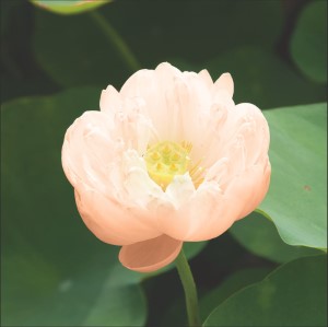 Nelumbo pygmaea cream