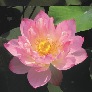 Nelumbo pygmaea pink