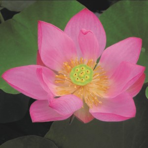 Nelumbo pygmaea red