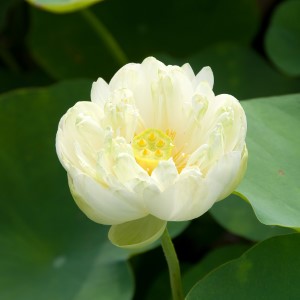 Nelumbo pygmaea white
