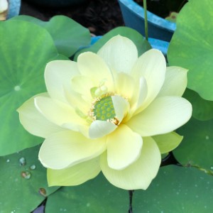 Nelumbo pygmaea yellow